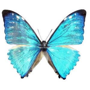 MORPHO ZEPHYRITES MALE